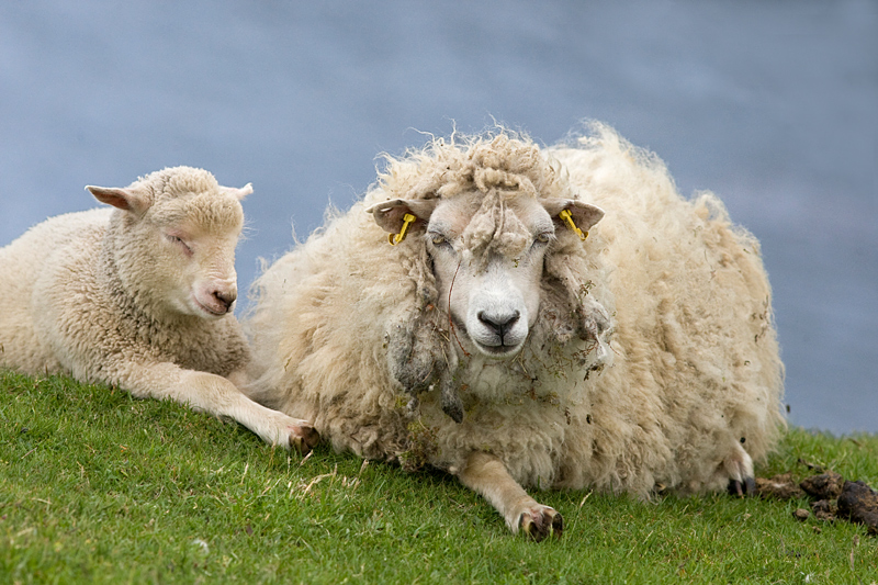 shetlands-schapen.-site.jpg