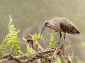 187-hadada-ibis-L-1